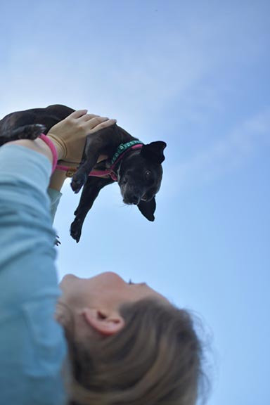 About Chihuahua Champions - Our Story