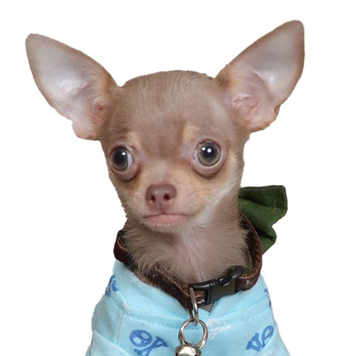 Asher Chihuahua