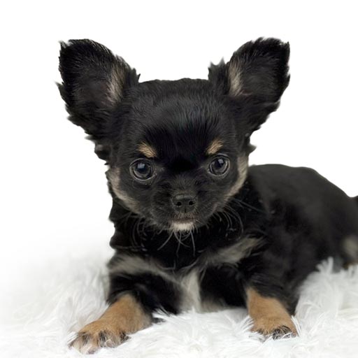 Beverly Chihuahua