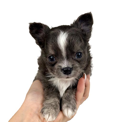 Champion Chihuahua