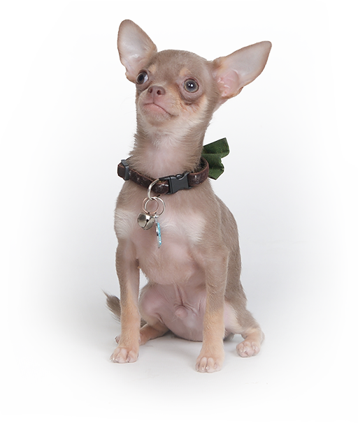 Chihuahua - Asher