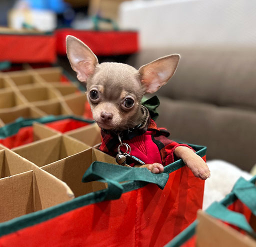 Chihuahua - Asher