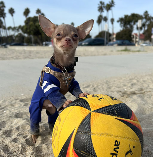 Chihuahua - Asher