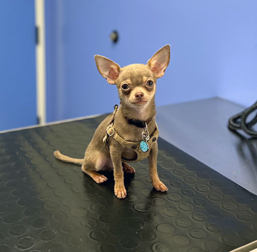 Chihuahua - Asher