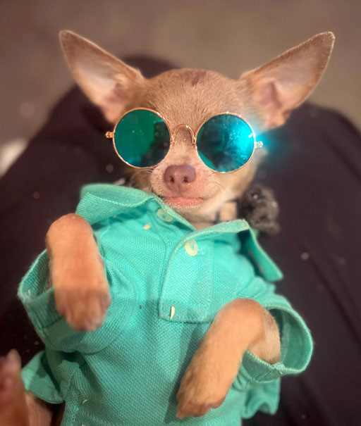 Chihuahua - Asher