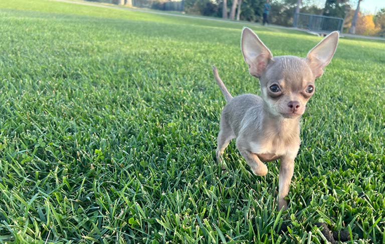 Chihuahua - Asher