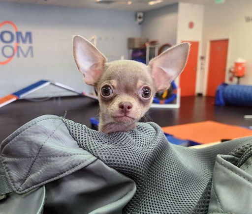 Chihuahua - Asher