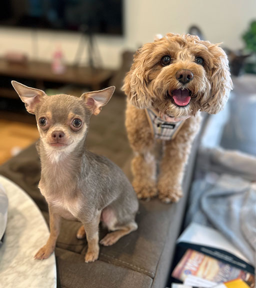 Chihuahua - Asher