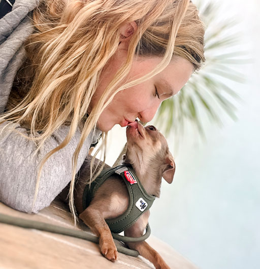 Chihuahua - Asher