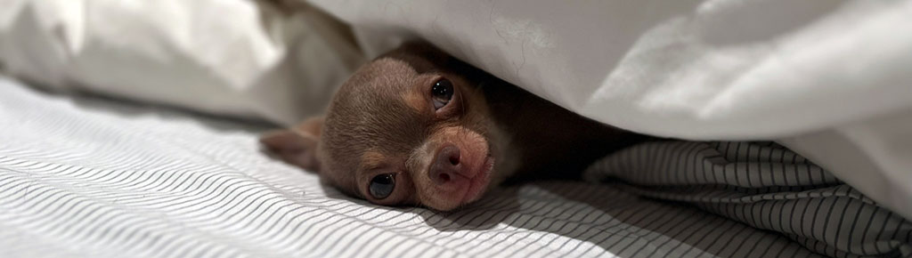Chihuahua - Asher